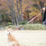 @sakuradogware Instagram campaign image