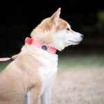 @sakuradogware Instagram campaign image