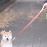 @sakuradogware Instagram campaign image