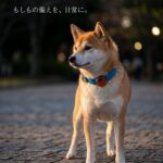 @sakuradogware Instagram campaign image