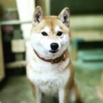 @sakuradogware Instagram campaign image