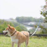 @sakuradogware Instagram campaign image