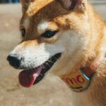 @sakuradogware Instagram campaign image