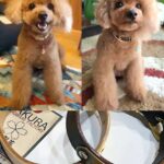 @sakuradogware Instagram campaign image