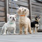 @sakuradogware Instagram campaign image