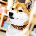@sakuradogware Instagram campaign image